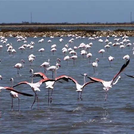 Les Poissons Sète